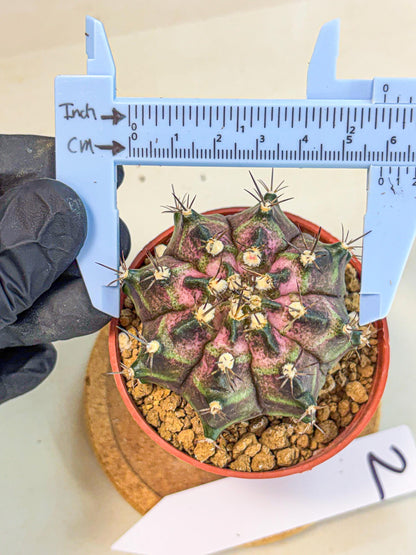 Gymnocalycium T-Rex (gy11) (r2) | Variegated Cactus