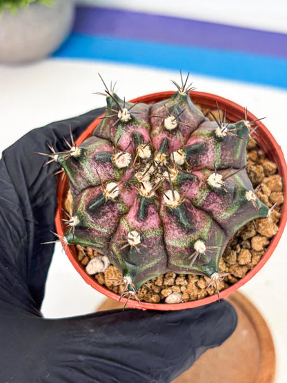 Gymnocalycium T-Rex (gy11) (r2) | Variegated Cactus