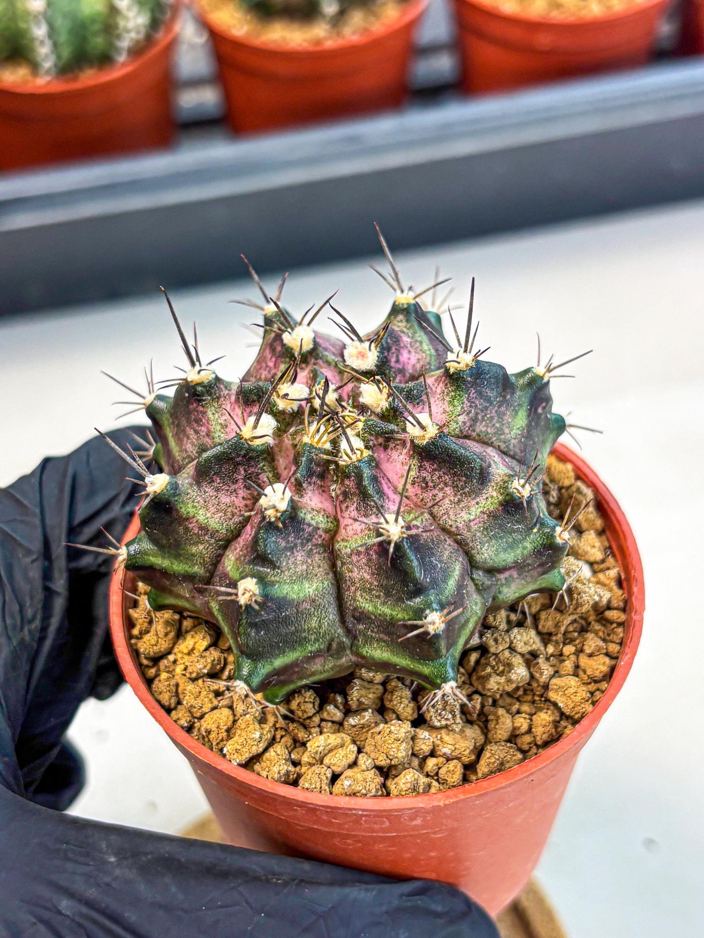 Gymnocalycium T-Rex (gy11) (r2) | Variegated Cactus