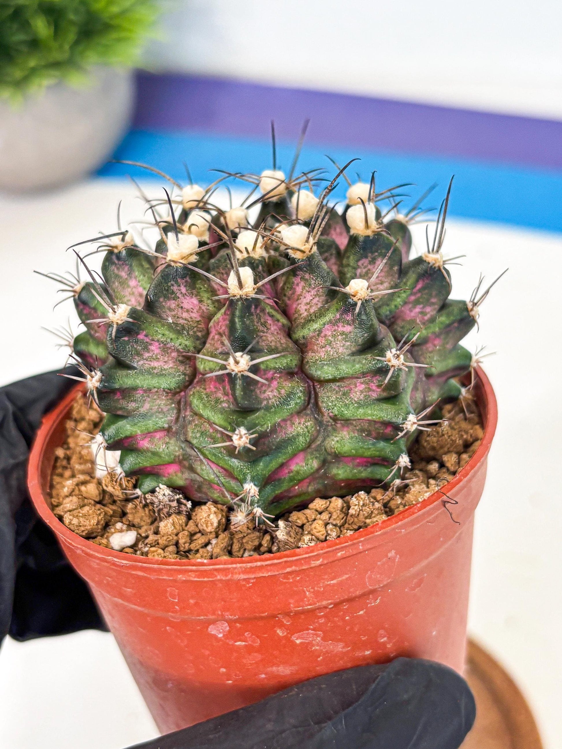 Gymnocalycium T-Rex (gy11) (r3) | Variegated Cactus