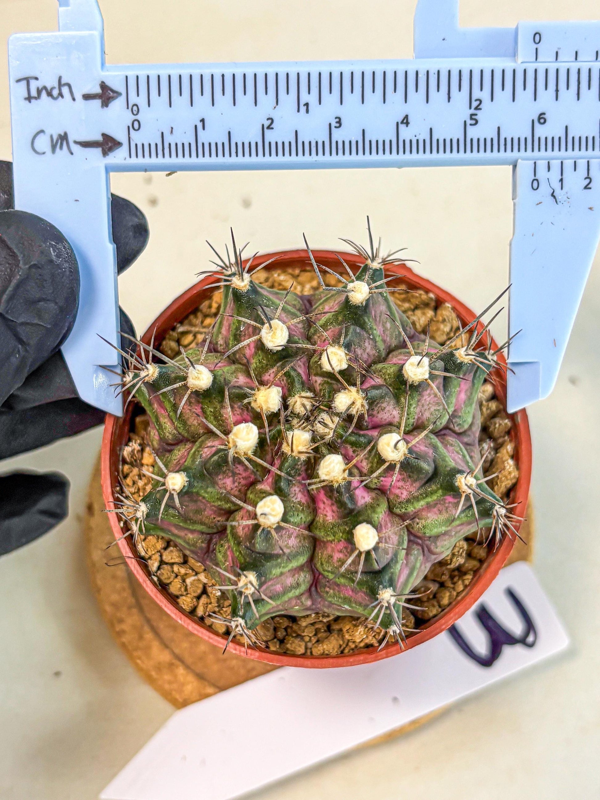 Gymnocalycium T-Rex (gy11) (r3) | Variegated Cactus