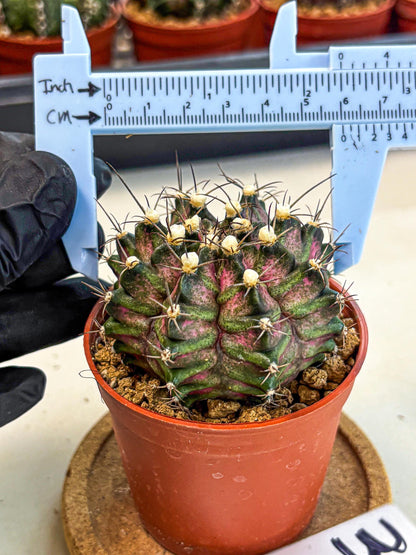 Gymnocalycium T-Rex (gy11) (r3) | Variegated Cactus