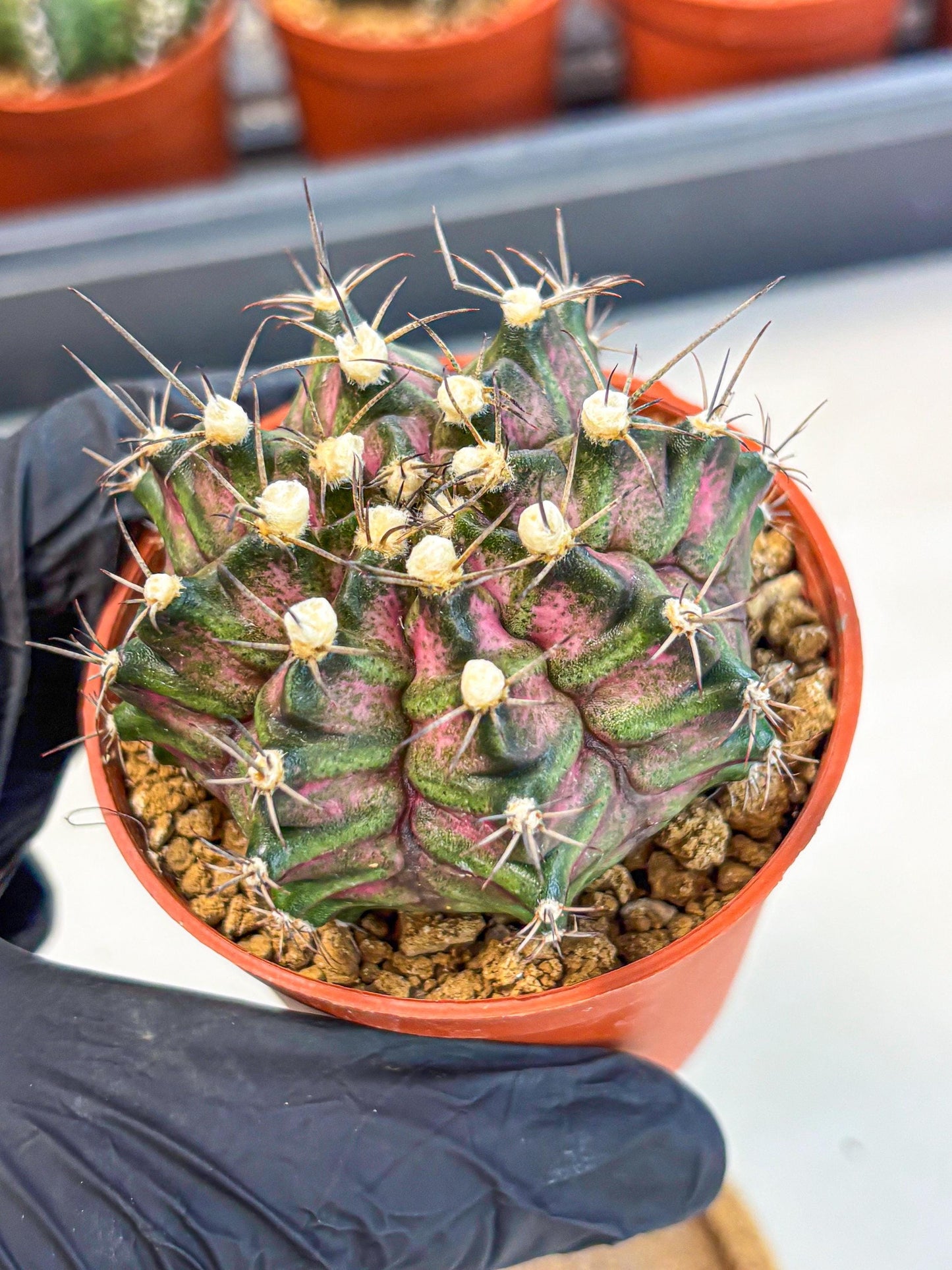 Gymnocalycium T-Rex (gy11) (r3) | Variegated Cactus