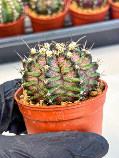 Gymnocalycium T-Rex (gy11) (r3) | Variegated Cactus