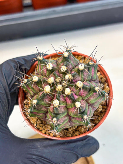 Gymnocalycium T-Rex (gy11) (r3) | Variegated Cactus