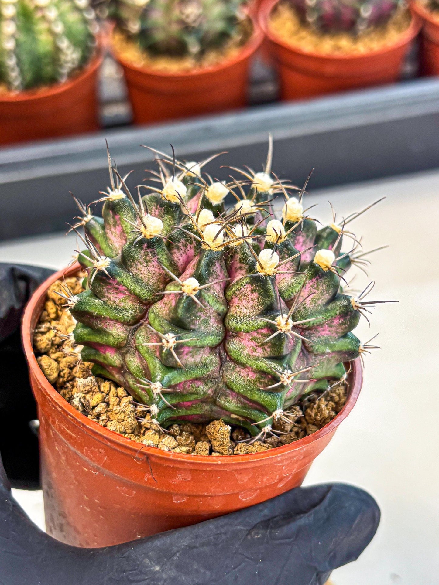Gymnocalycium T-Rex (gy11) (r3) | Variegated Cactus