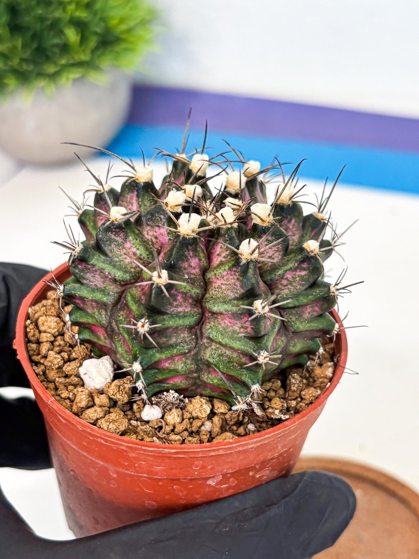 Gymnocalycium T-Rex (gy11) (r3) | Variegated Cactus