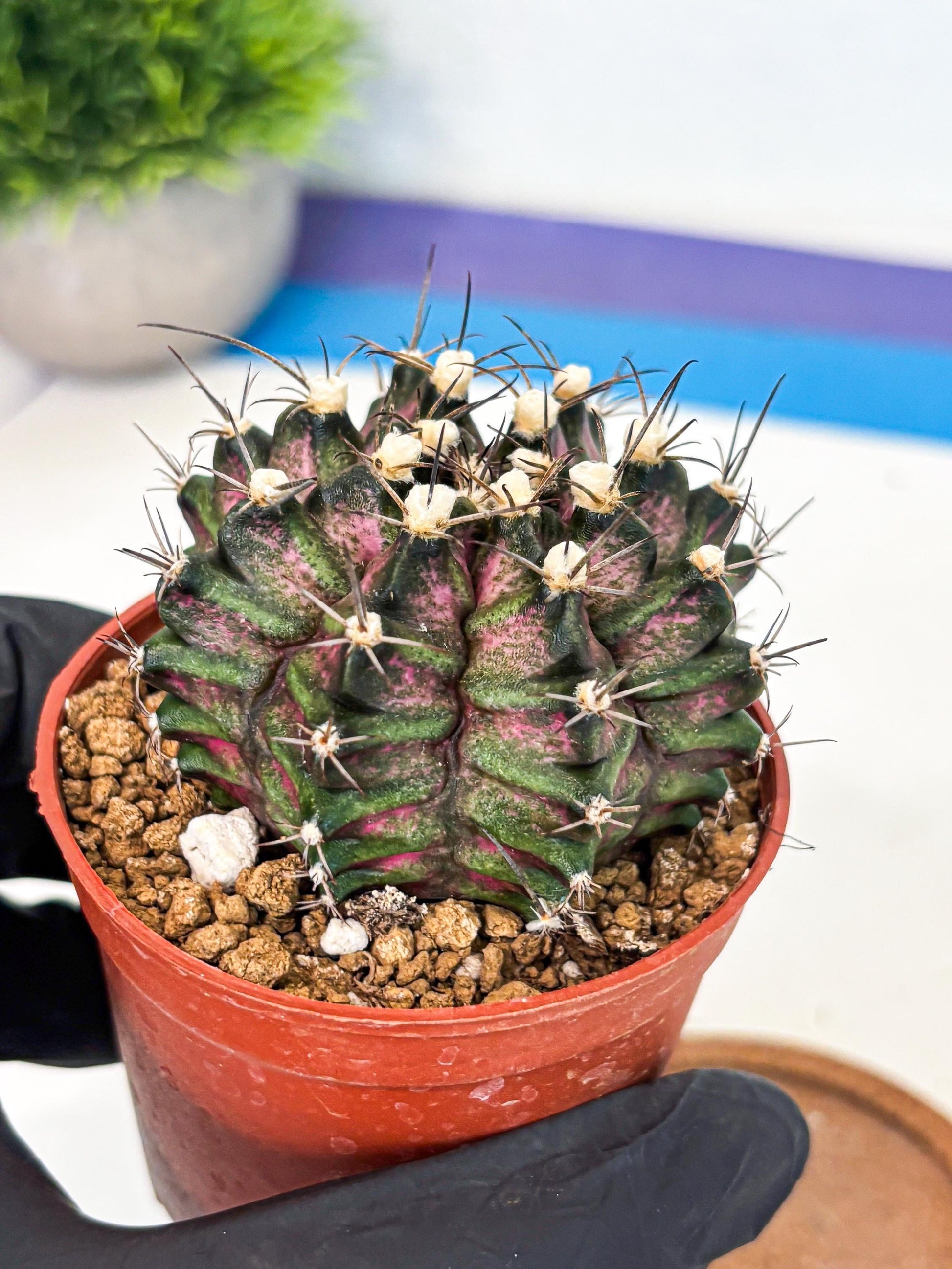 Gymnocalycium T-Rex (gy11) (r3) | Variegated Cactus