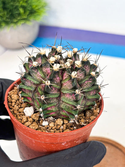Gymnocalycium T-Rex (gy11) (r3) | Variegated Cactus