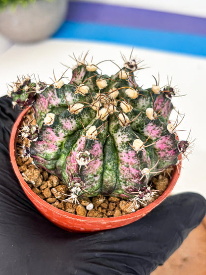 Gymnocalycium T-Rex (gy11) (r4) | Variegated Cactus