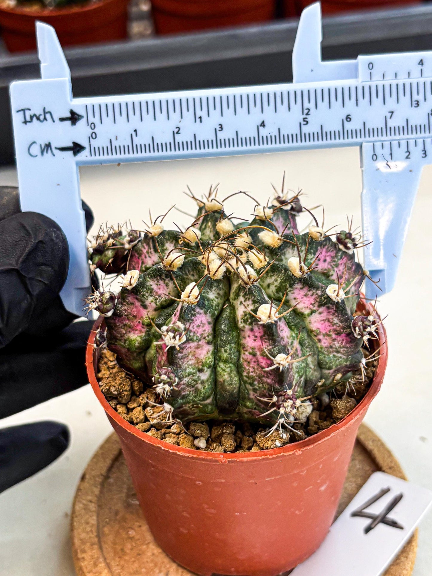 Gymnocalycium T-Rex (gy11) (r4) | Variegated Cactus