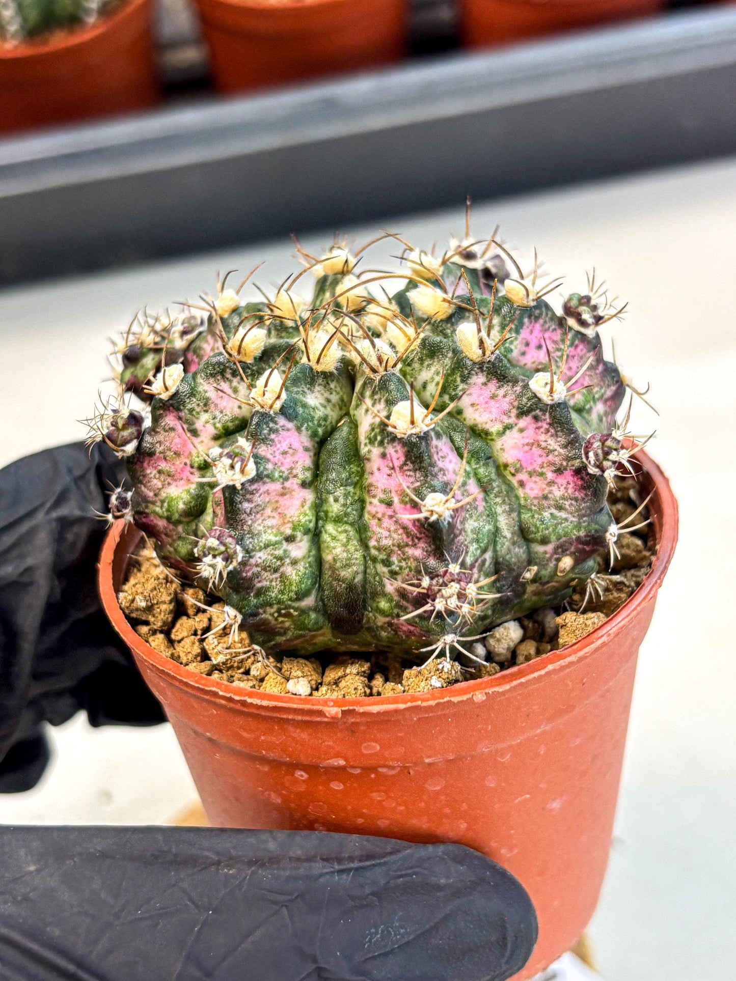 Gymnocalycium T-Rex (gy11) (r4) | Variegated Cactus