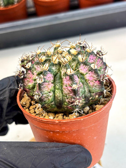 Gymnocalycium T-Rex (gy11) (r4) | Variegated Cactus