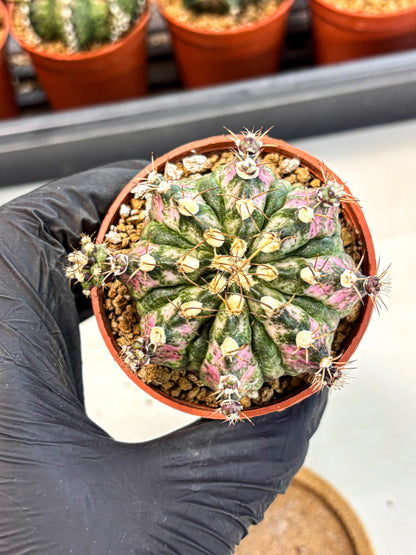 Gymnocalycium T-Rex (gy11) (r4) | Variegated Cactus