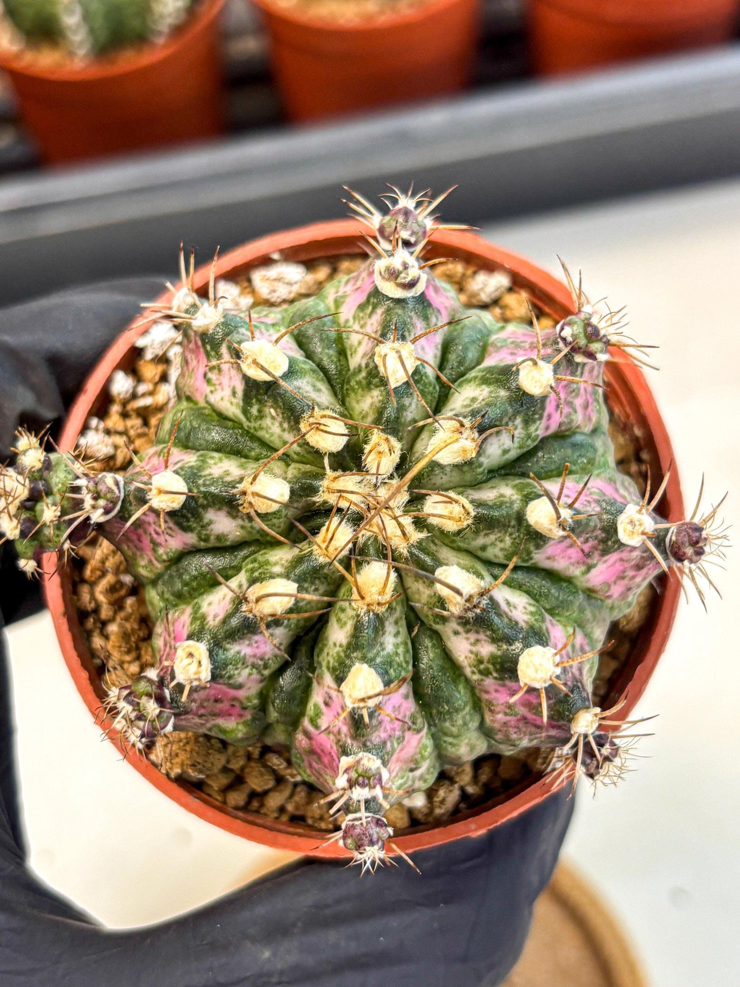 Gymnocalycium T-Rex (gy11) (r4) | Variegated Cactus