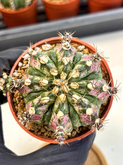 Gymnocalycium T-Rex (gy11) (r4) | Variegated Cactus