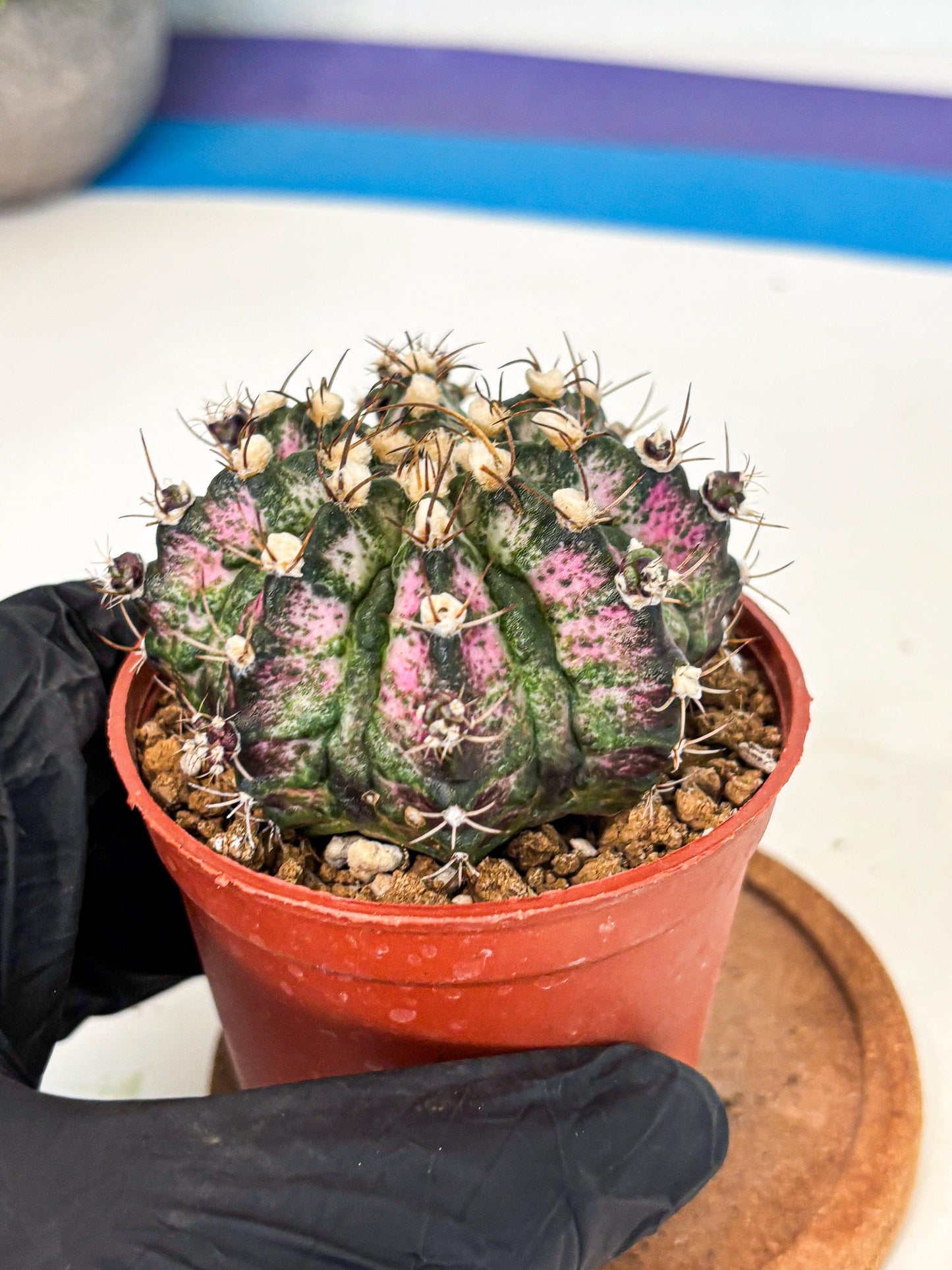 Gymnocalycium T-Rex (gy11) (r4) | Variegated Cactus