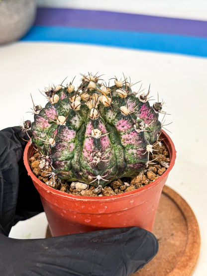 Gymnocalycium T-Rex (gy11) (r4) | Variegated Cactus