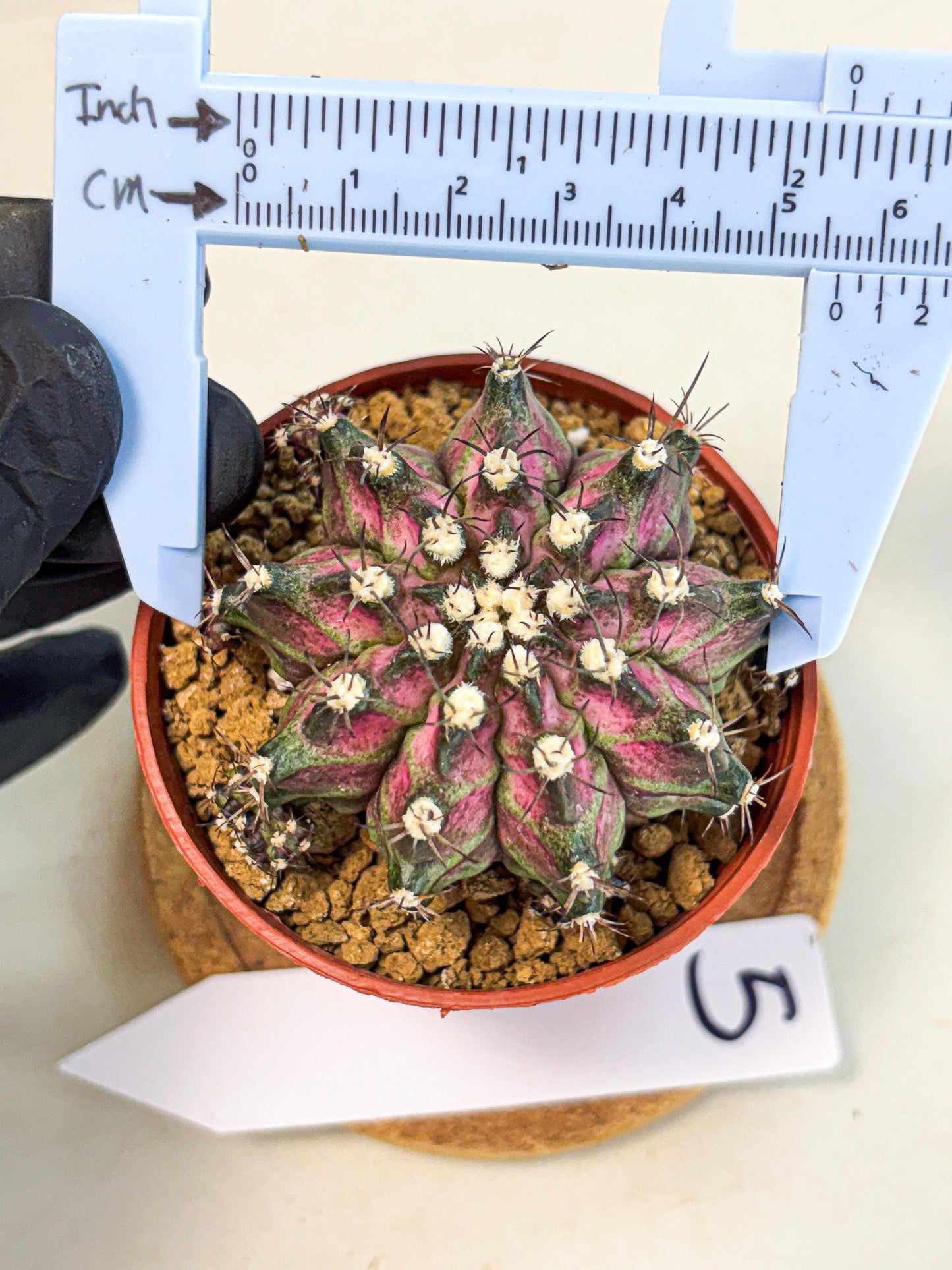 Gymnocalycium T-Rex (gy11) (r5) | Variegated Cactus