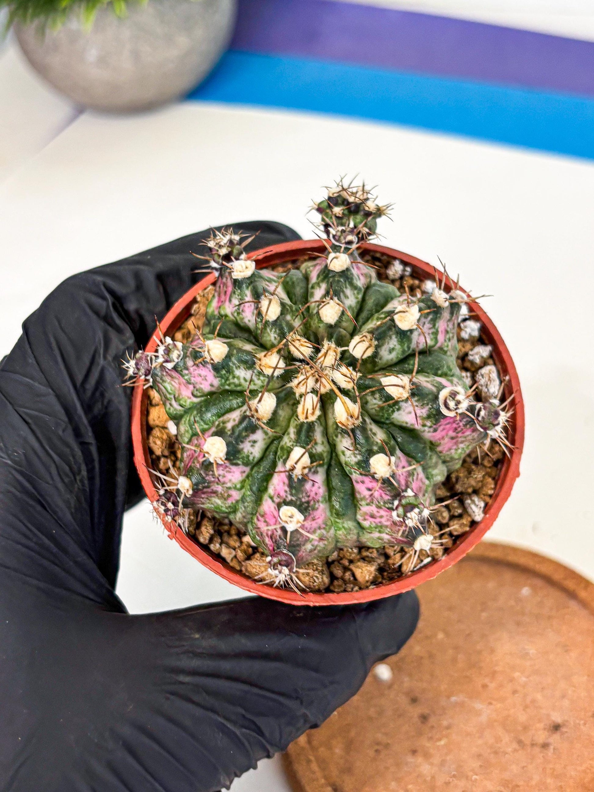 Gymnocalycium T-Rex (gy11) (r4) | Variegated Cactus