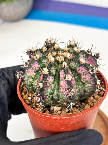 Gymnocalycium T-Rex (gy11) (r4) | Variegated Cactus