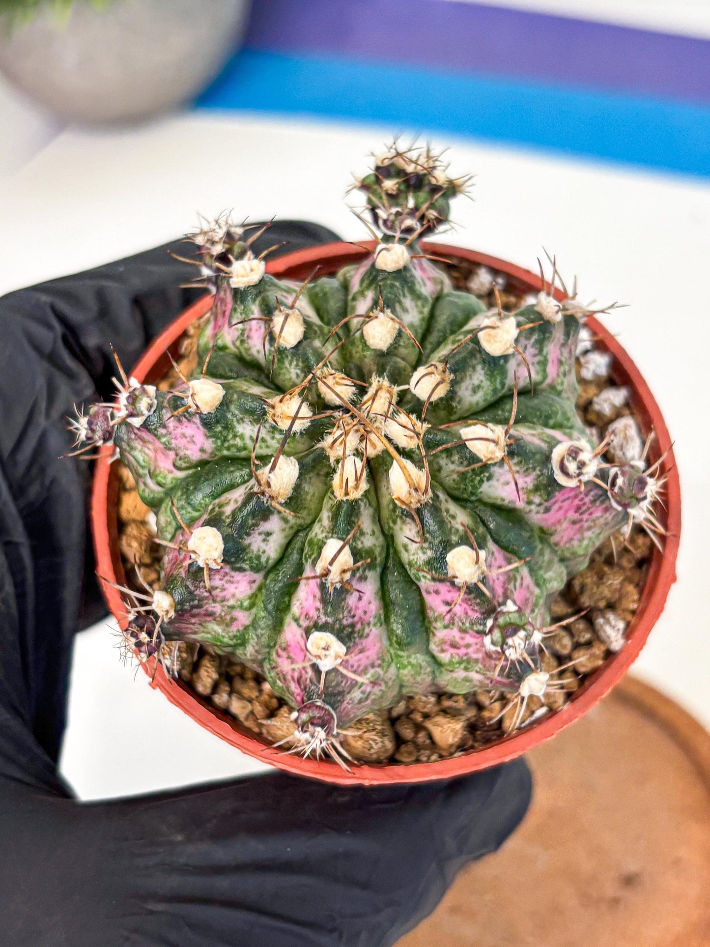 Gymnocalycium T-Rex (gy11) (r4) | Variegated Cactus