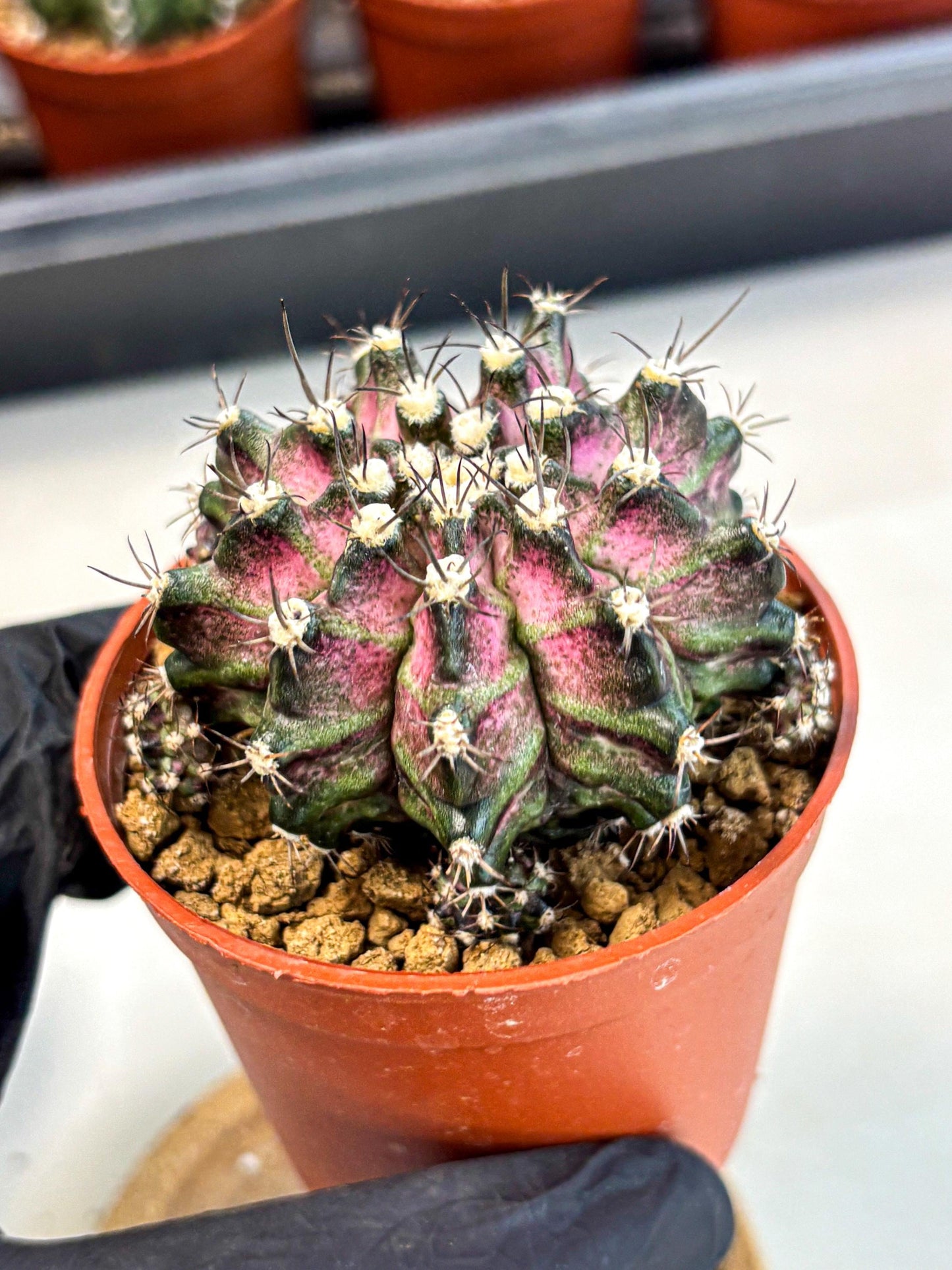 Gymnocalycium T-Rex (gy11) (r5) | Variegated Cactus