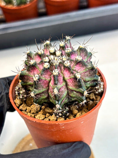 Gymnocalycium T-Rex (gy11) (r5) | Variegated Cactus
