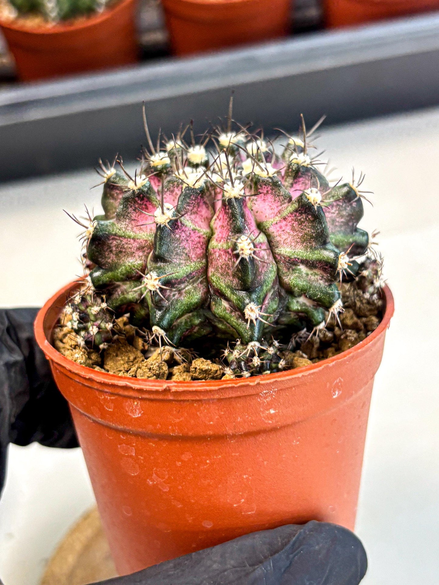 Gymnocalycium T-Rex (gy11) (r5) | Variegated Cactus
