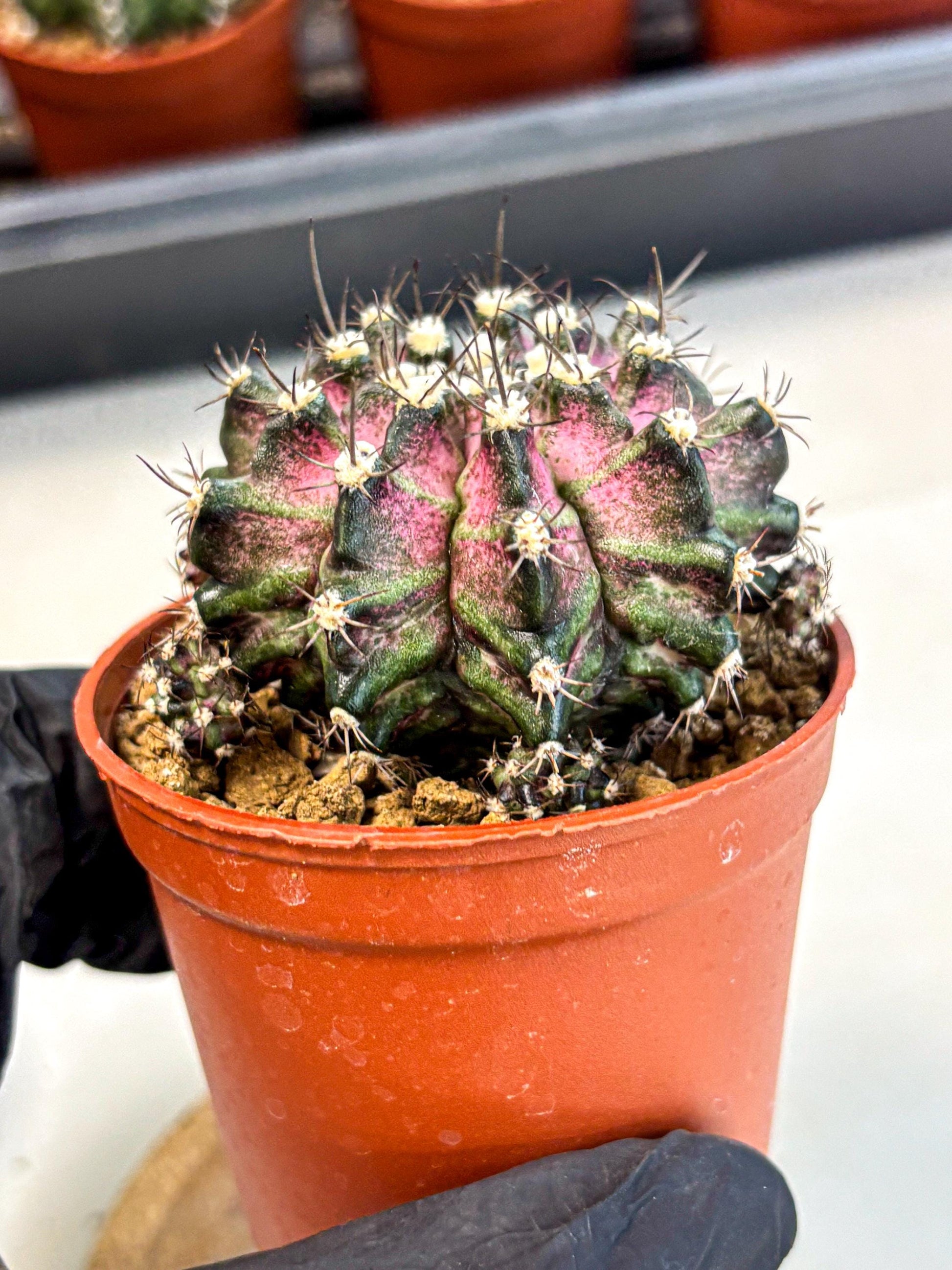 Gymnocalycium T-Rex (gy11) (r5) | Variegated Cactus