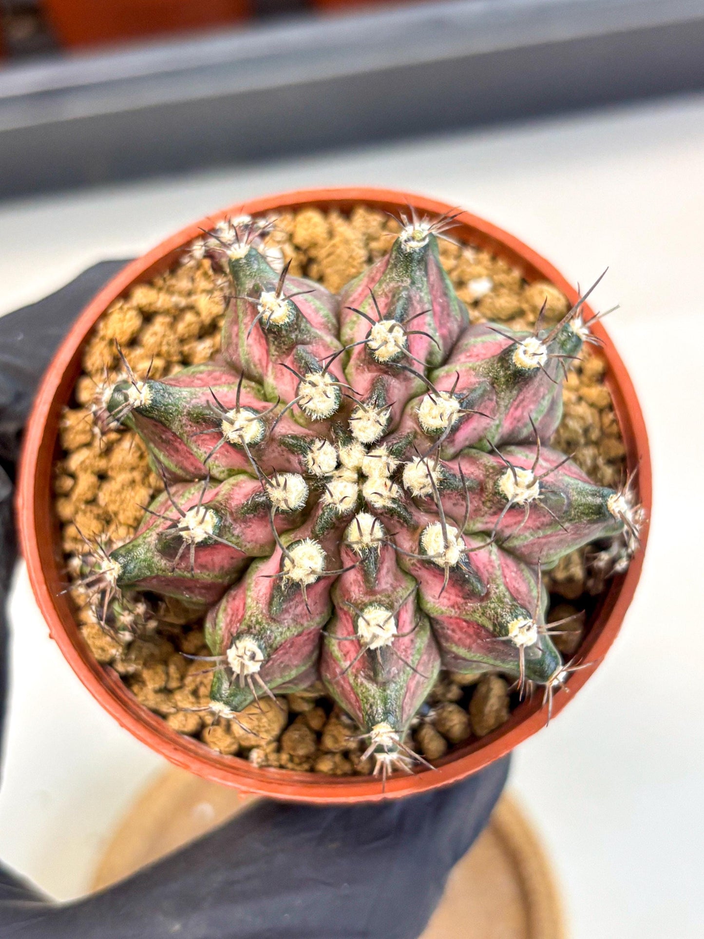 Gymnocalycium T-Rex (gy11) (r5) | Variegated Cactus