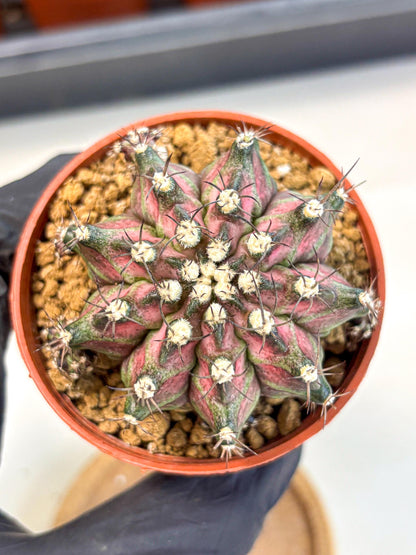 Gymnocalycium T-Rex (gy11) (r5) | Variegated Cactus
