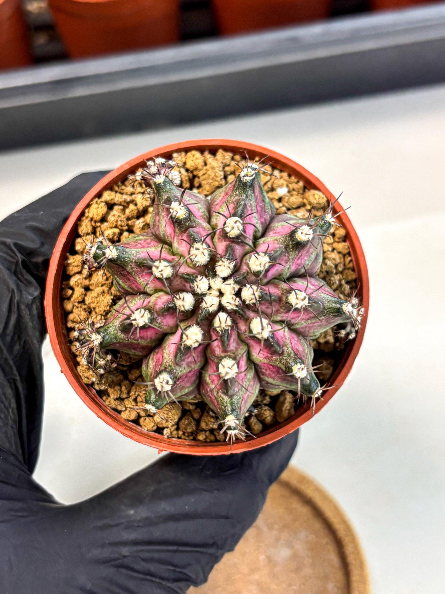 Gymnocalycium T-Rex (gy11) (r5) | Variegated Cactus