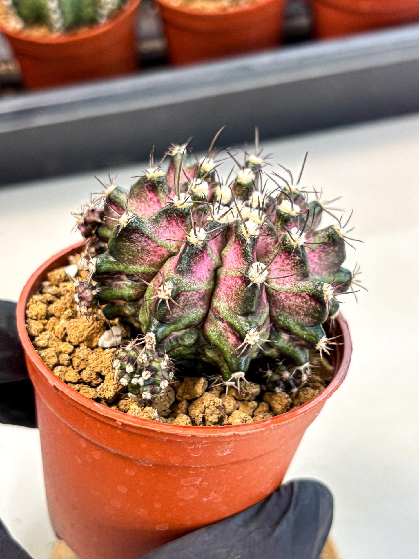 Gymnocalycium T-Rex (gy11) (r5) | Variegated Cactus