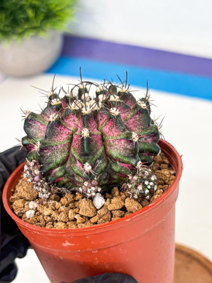 Gymnocalycium T-Rex (gy11) (r5) | Variegated Cactus