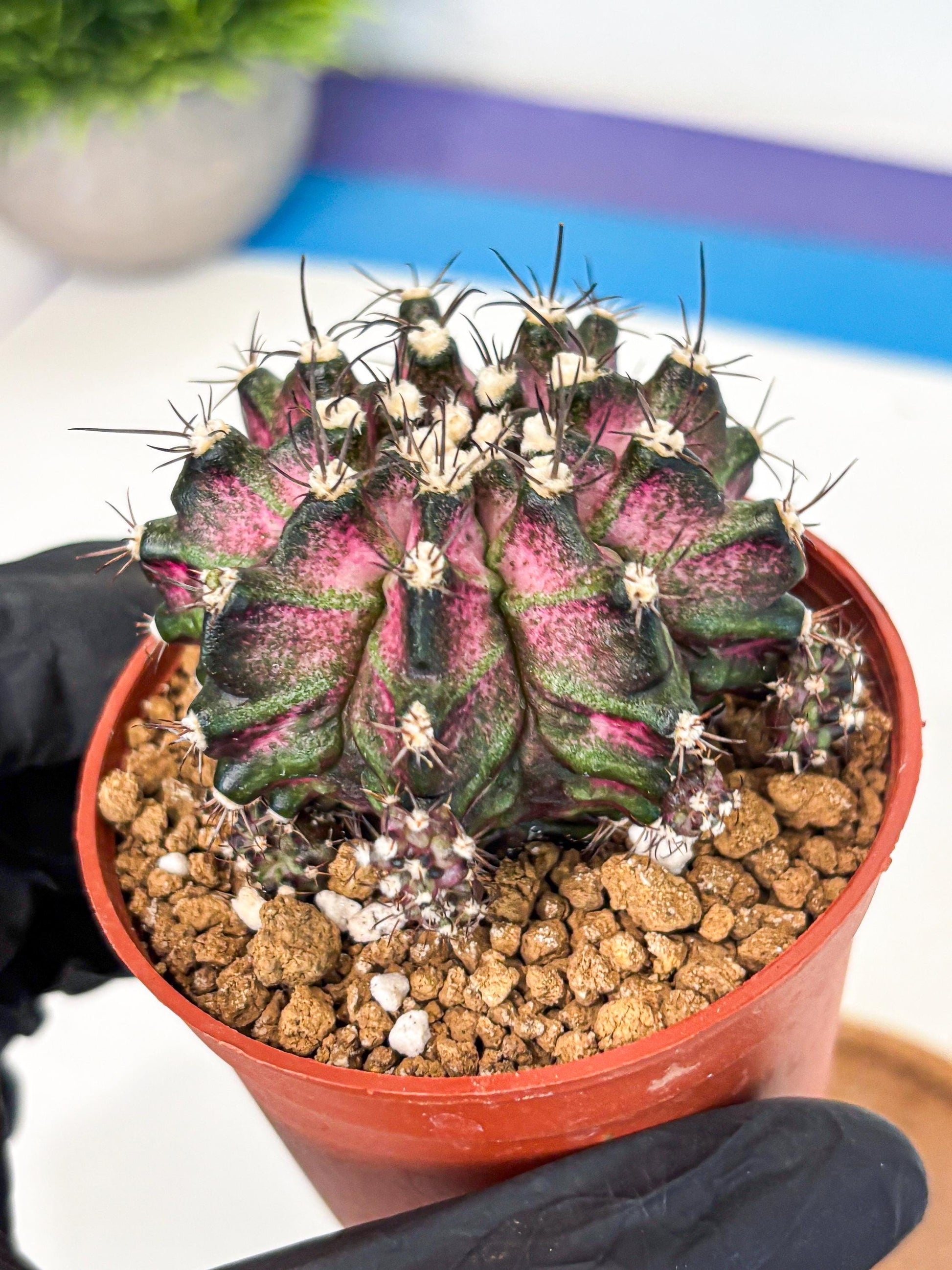 Gymnocalycium T-Rex (gy11) (r5) | Variegated Cactus