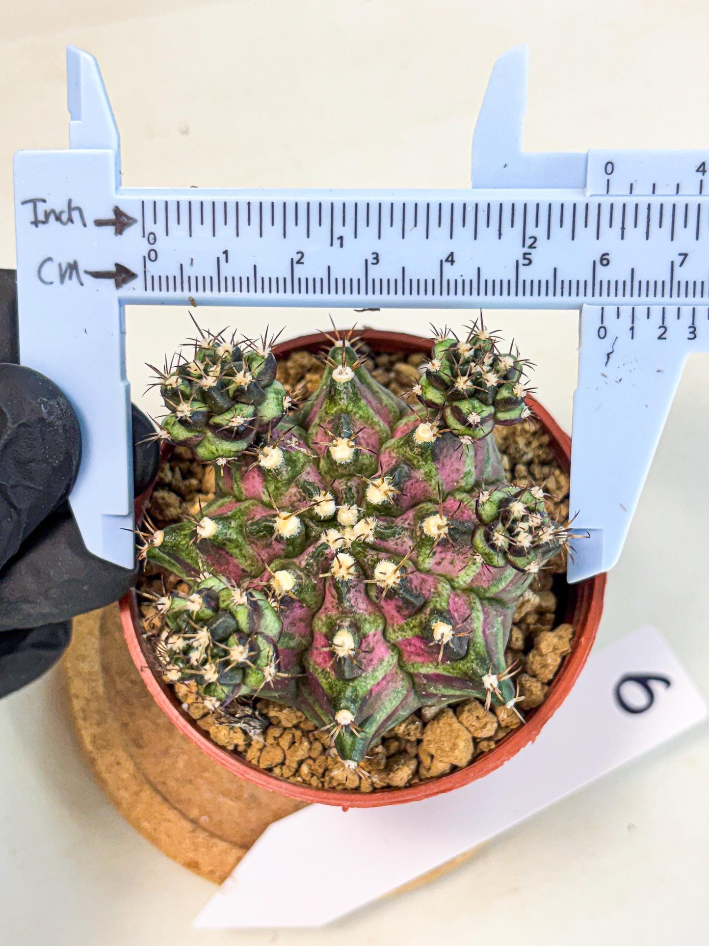 Gymnocalycium T-Rex (gy11) (r) | Variegated Cactus