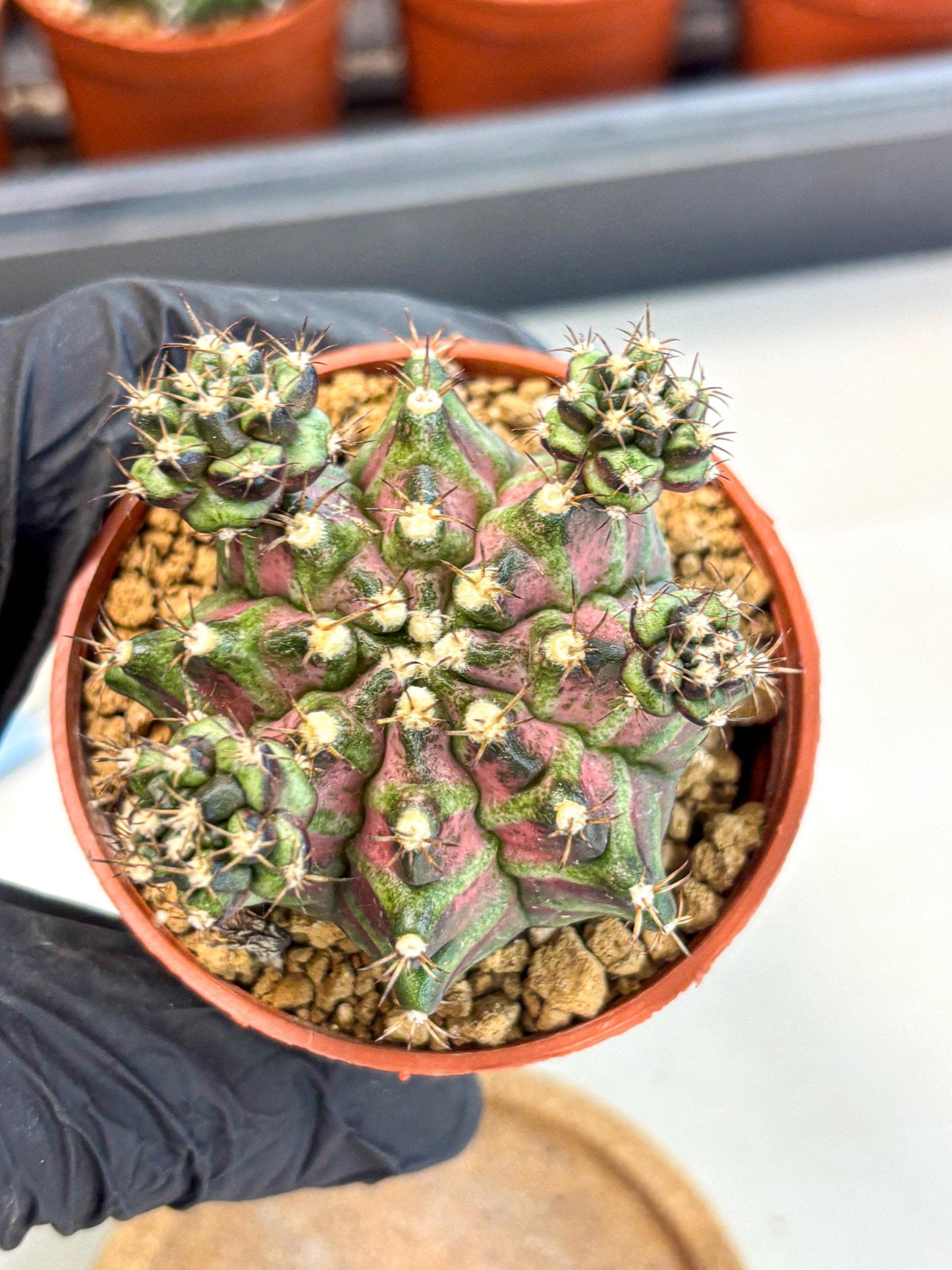 Gymnocalycium T-Rex (gy11) (r) | Variegated Cactus