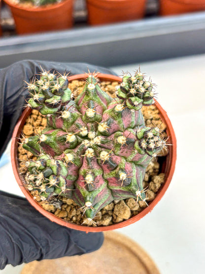 Gymnocalycium T-Rex (gy11) (r) | Variegated Cactus