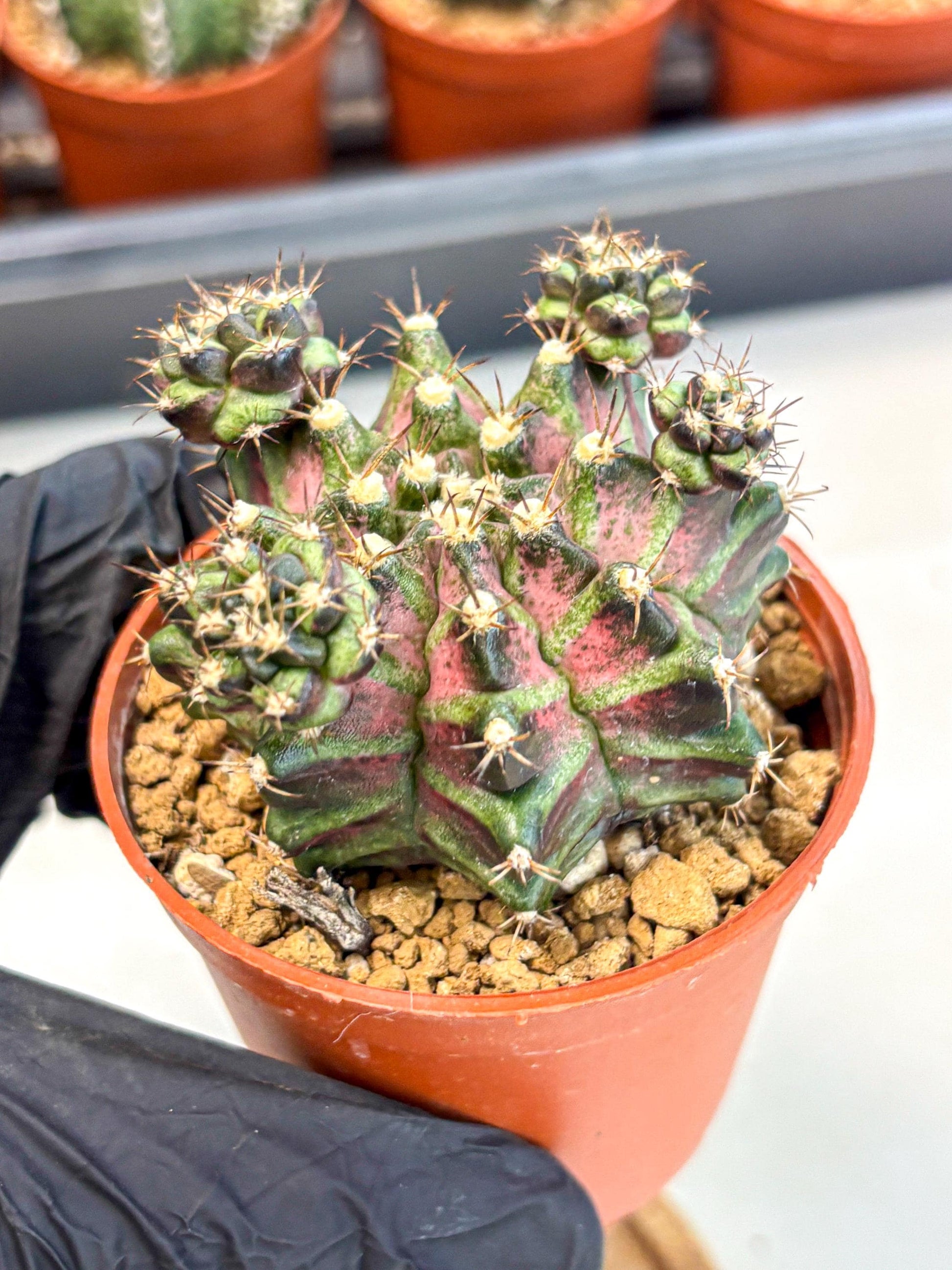 Gymnocalycium T-Rex (gy11) (r) | Variegated Cactus