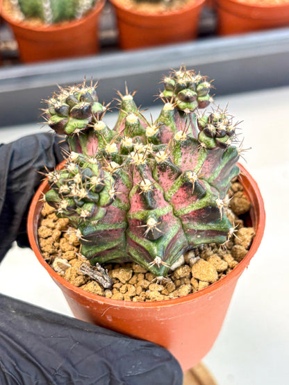 Gymnocalycium T-Rex (gy11) (r) | Variegated Cactus