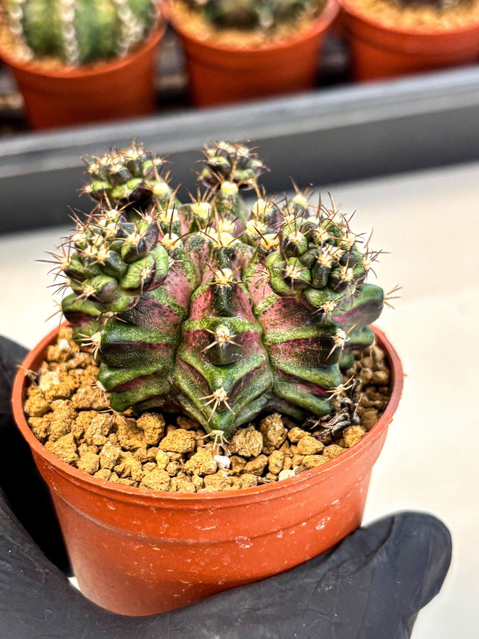 Gymnocalycium T-Rex (gy11) (r) | Variegated Cactus