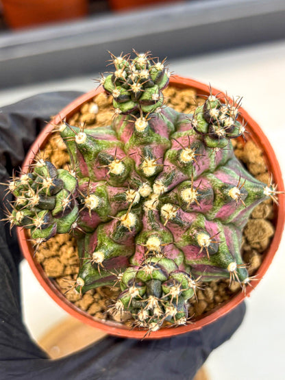Gymnocalycium T-Rex (gy11) (r) | Variegated Cactus