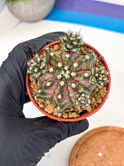 Gymnocalycium T-Rex (gy11) (r) | Variegated Cactus