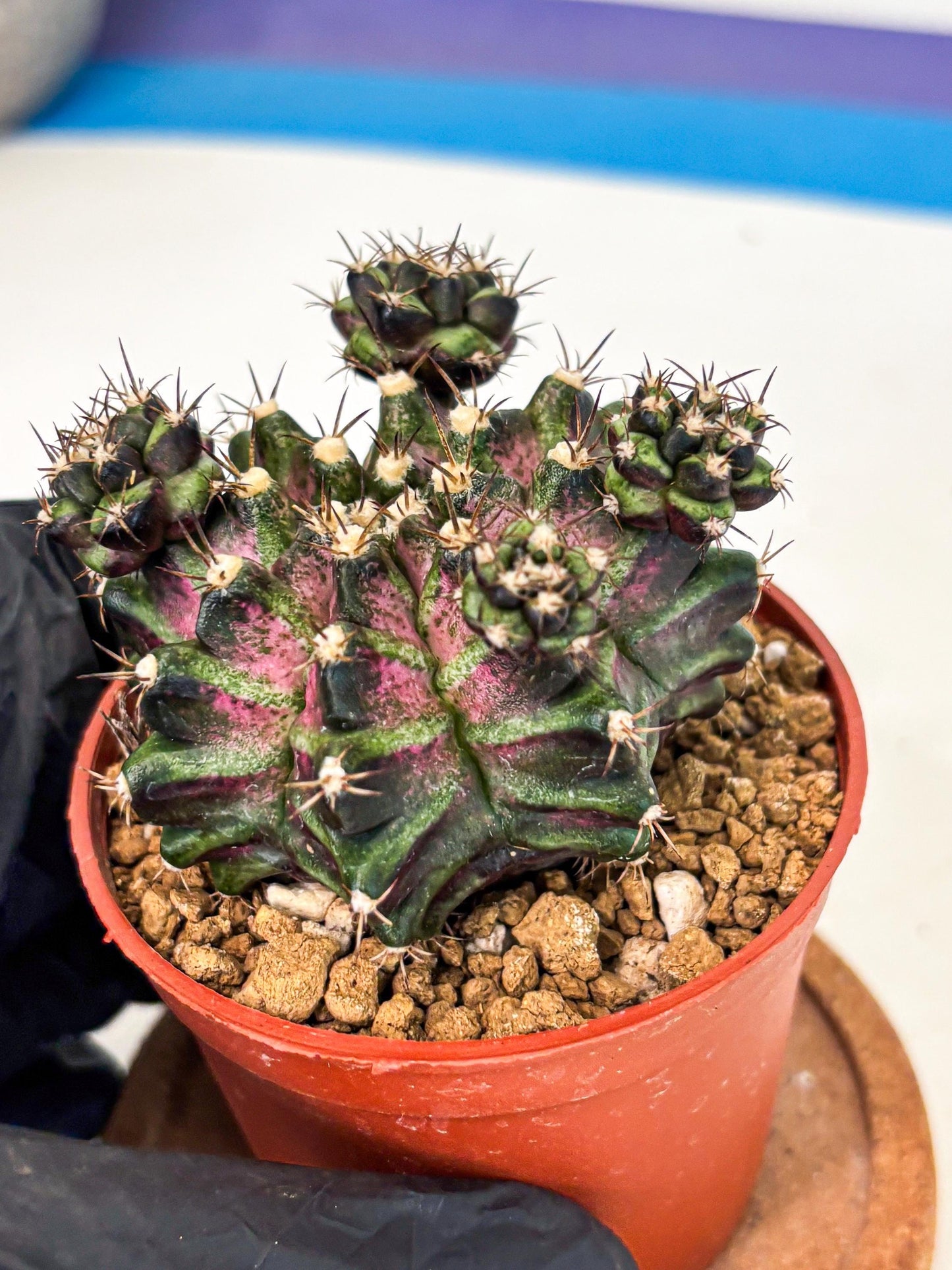 Gymnocalycium T-Rex (gy11) (r) | Variegated Cactus