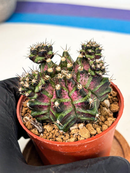 Gymnocalycium T-Rex (gy11) (r) | Variegated Cactus