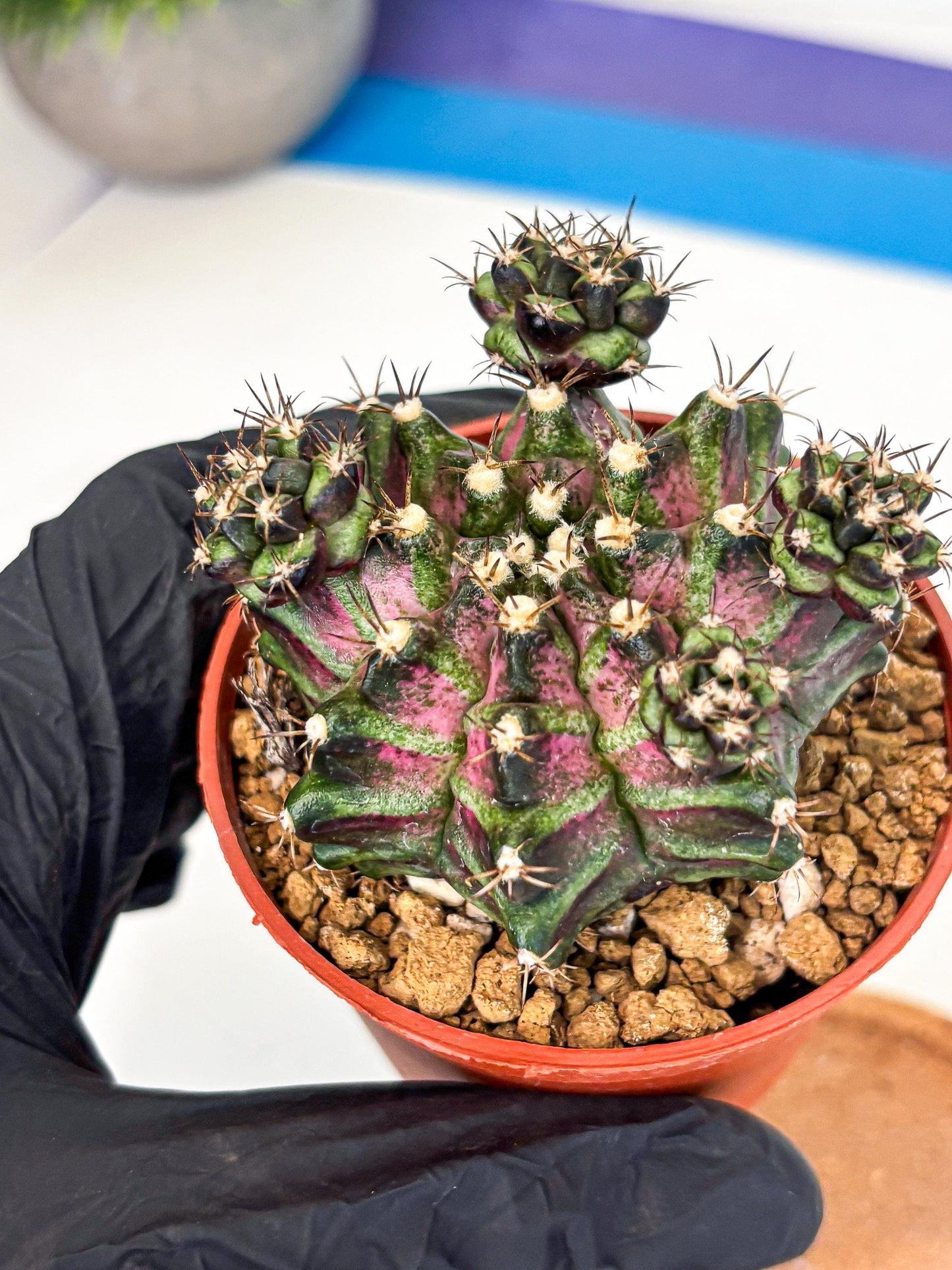 Gymnocalycium T-Rex (gy11) (r) | Variegated Cactus