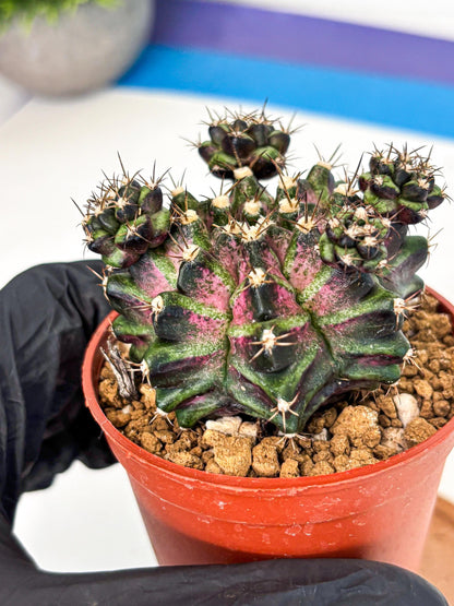 Gymnocalycium T-Rex (gy11) (r) | Variegated Cactus