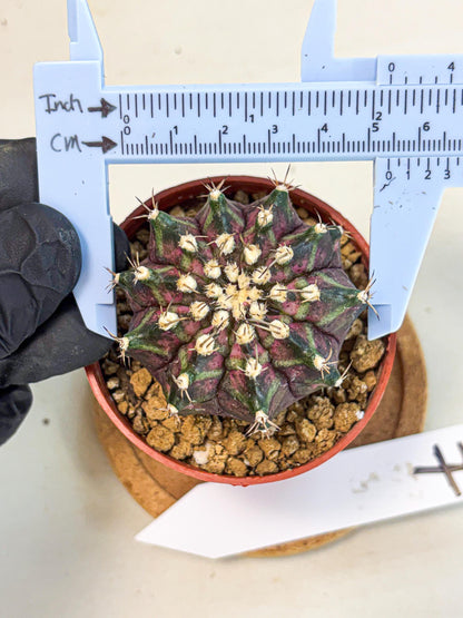 Gymnocalycium T-Rex (gy11) (r7) | Variegated Cactus