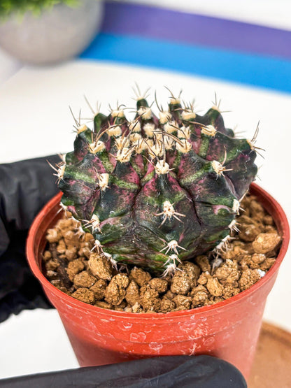 Gymnocalycium T-Rex (gy11) (r7) | Variegated Cactus